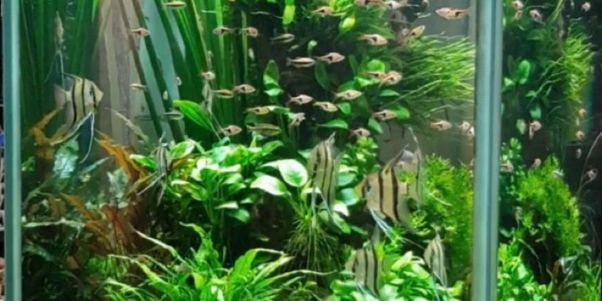 fish bowls of fishbowl