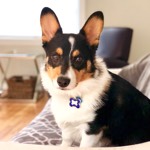 corgi lovers