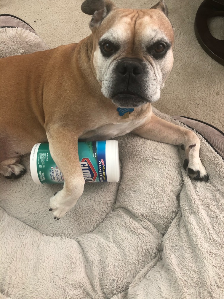 clorox wipes and dogs