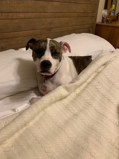 Dog bed attached to my outlet bed