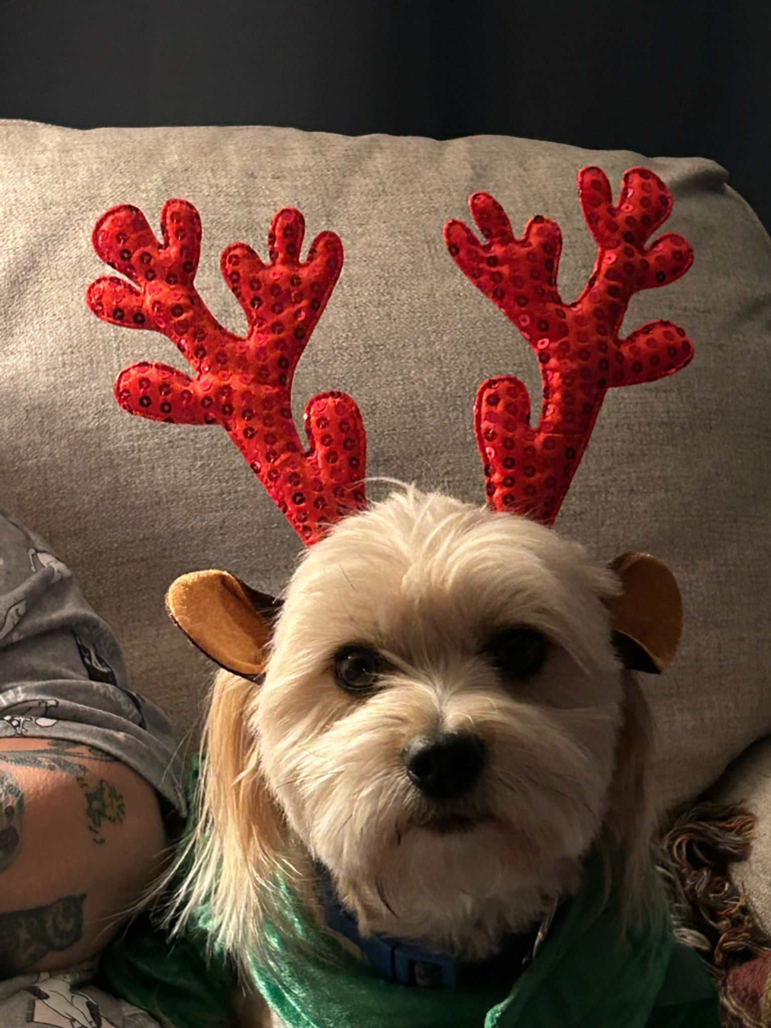 who-loves-dogs-bowl-glassdoor