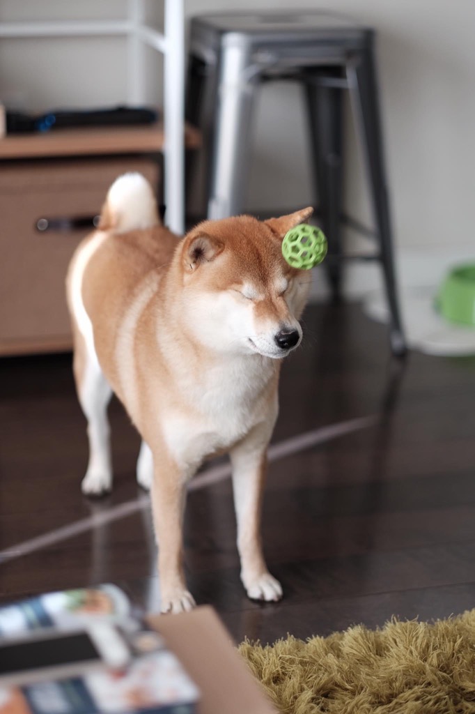 How many toys does your dog have? Im trying to dra... Fishbowl