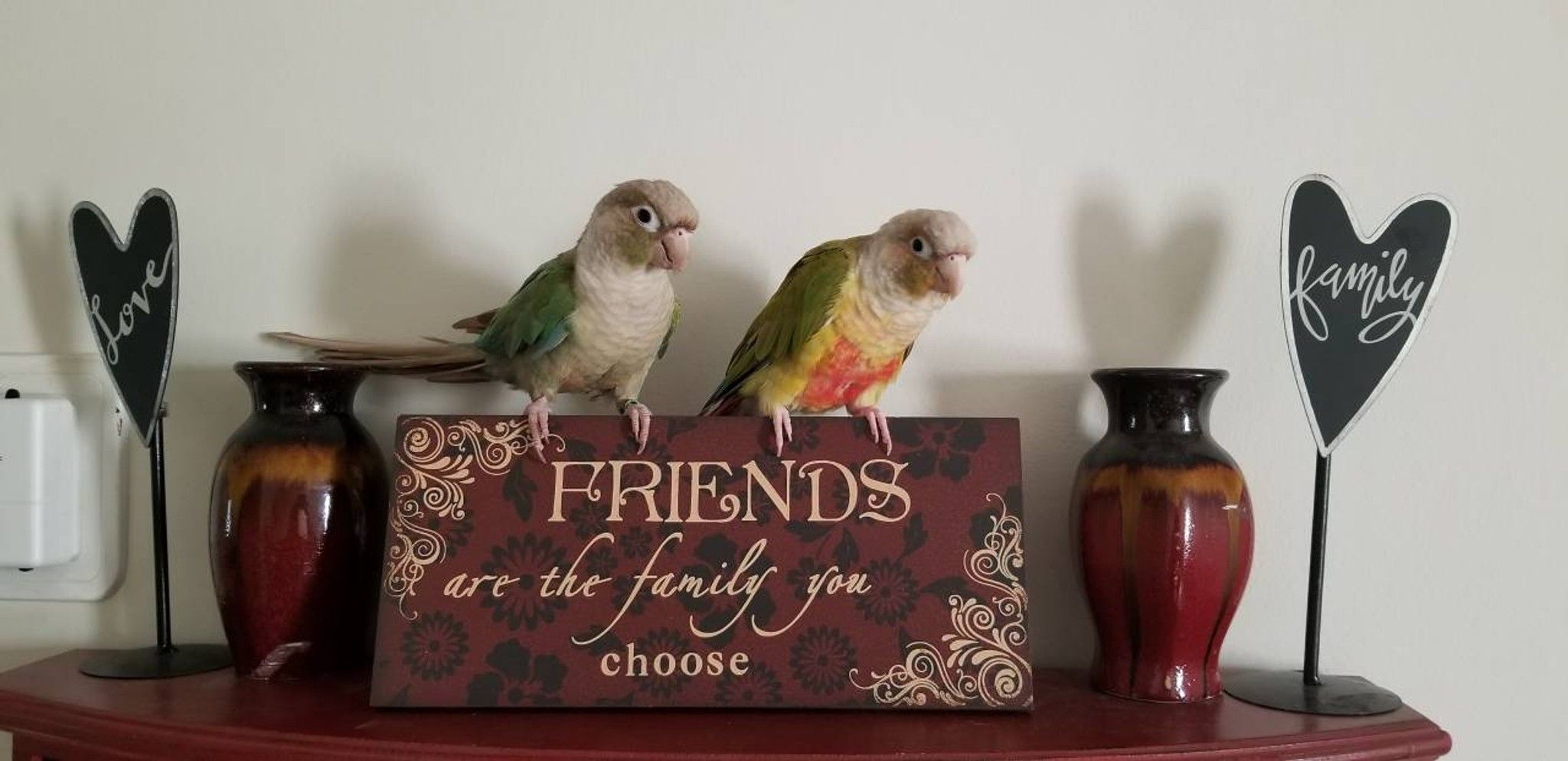 Any pet lovers out there? What type of pet do you have? Here's my fluff