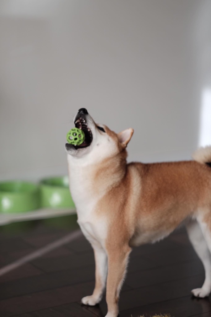 How many toys does your dog have? Im trying to dra... Fishbowl