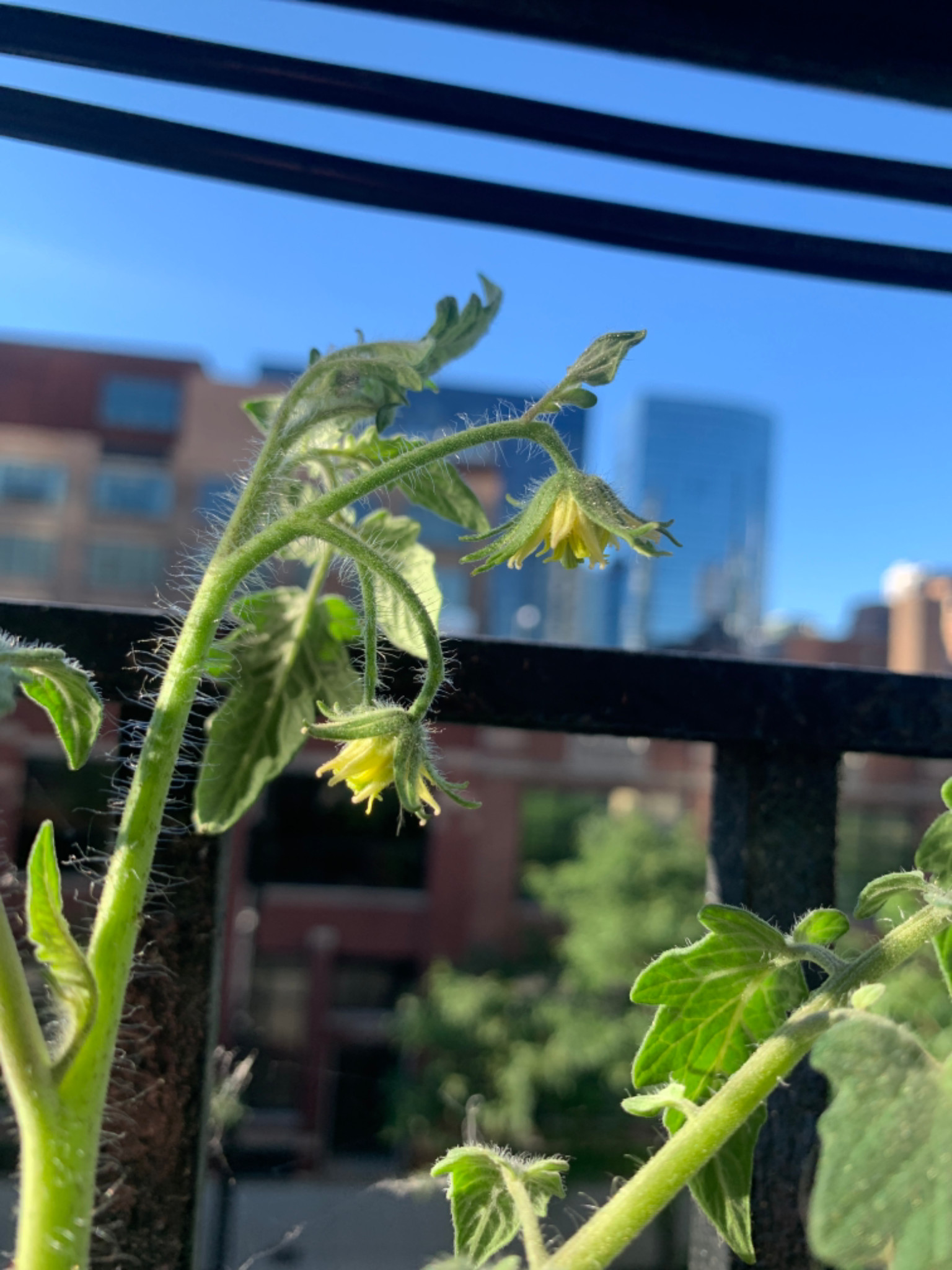 My tomato plant keeps flowering but no tomatoes co... Fishbowl