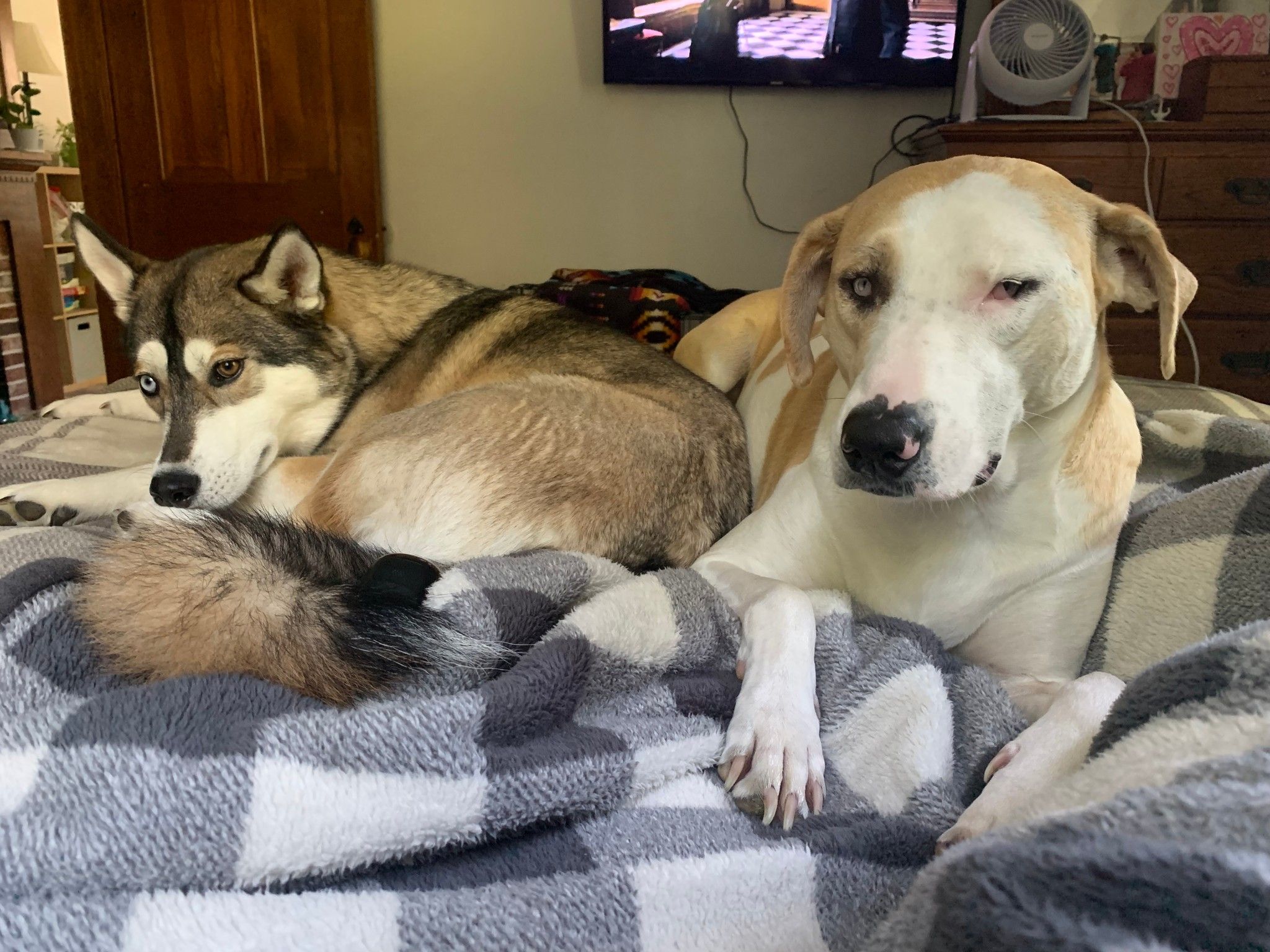 Liberty and Lacey. Lacey is blind and is the happi... Fishbowl