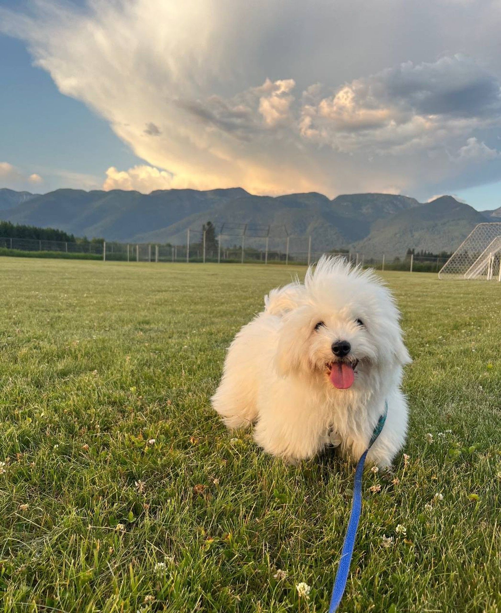 Any pet lovers out there? What type of pet do you have? Here's my fluff