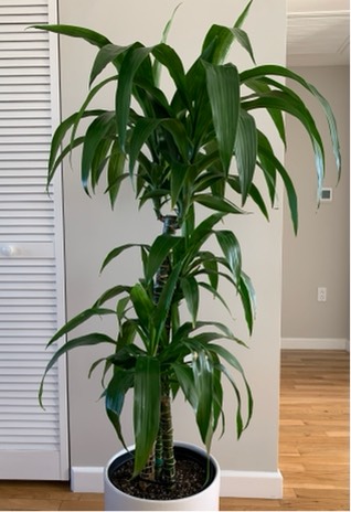 To my indoor plant lover , I have a dracaena (... | Fishbowl