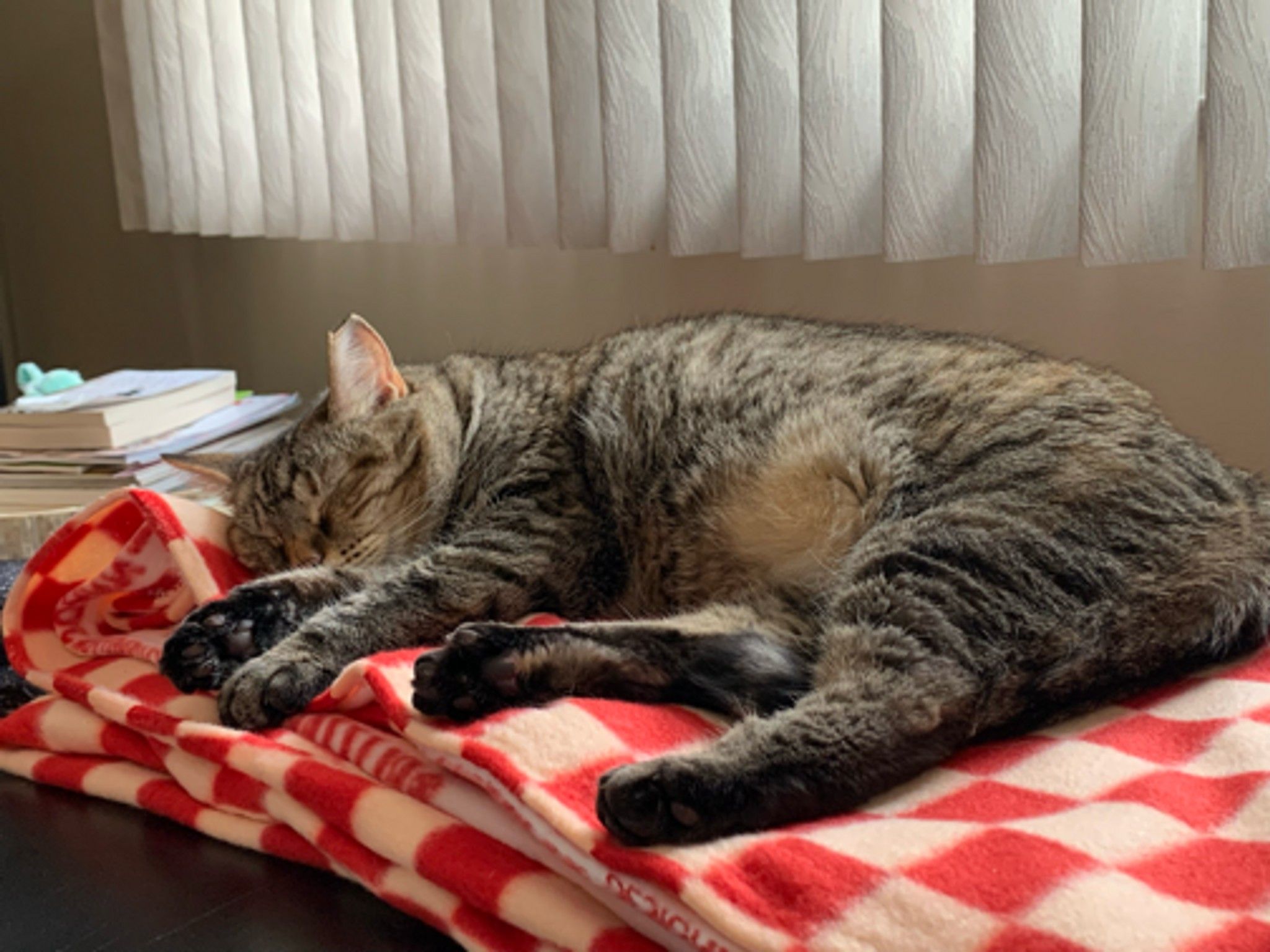 Any pet lovers out there? What type of pet do you have? Here's my fluff