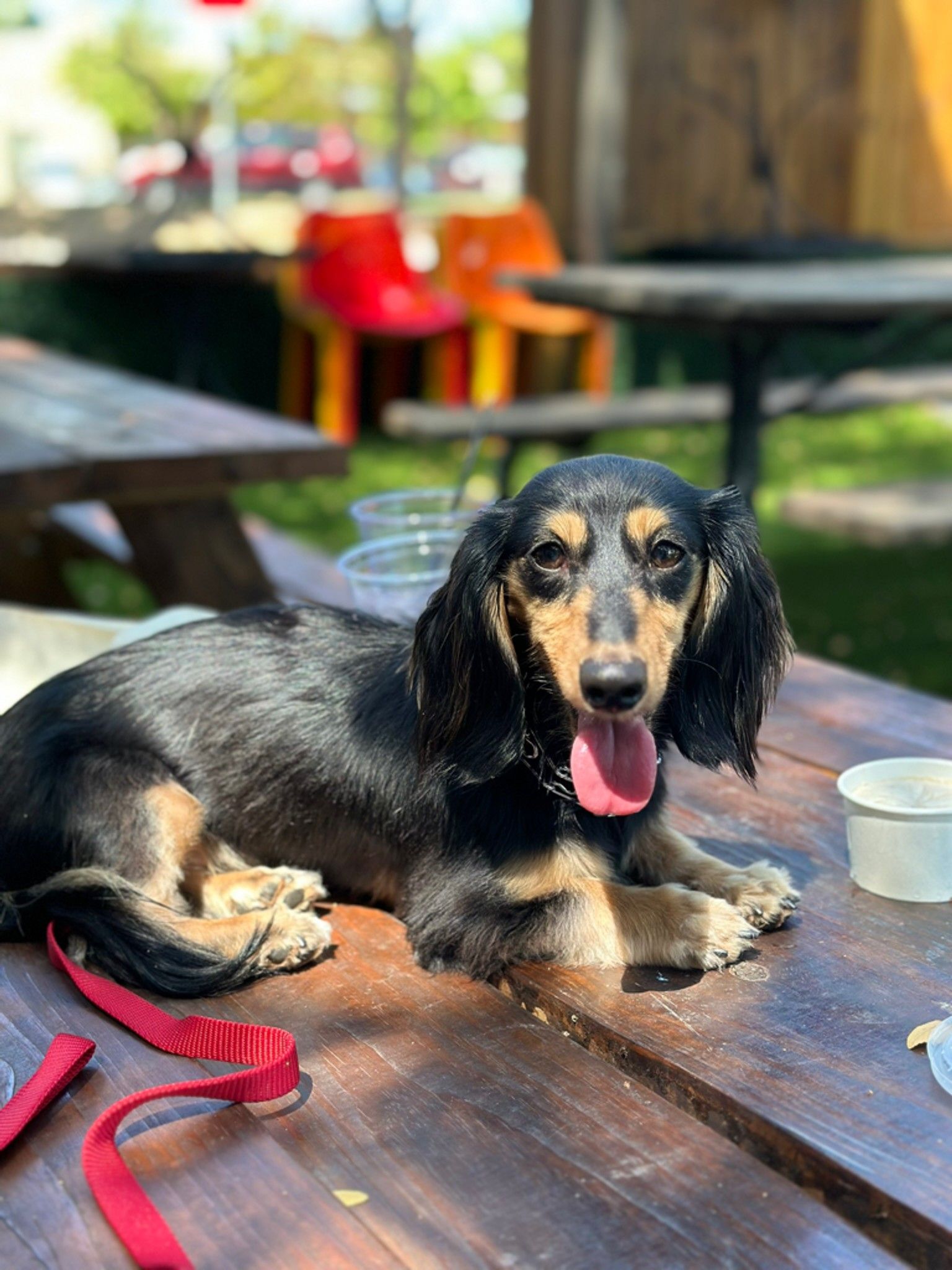 Any pet lovers out there? What type of pet do you have? Here's my fluff