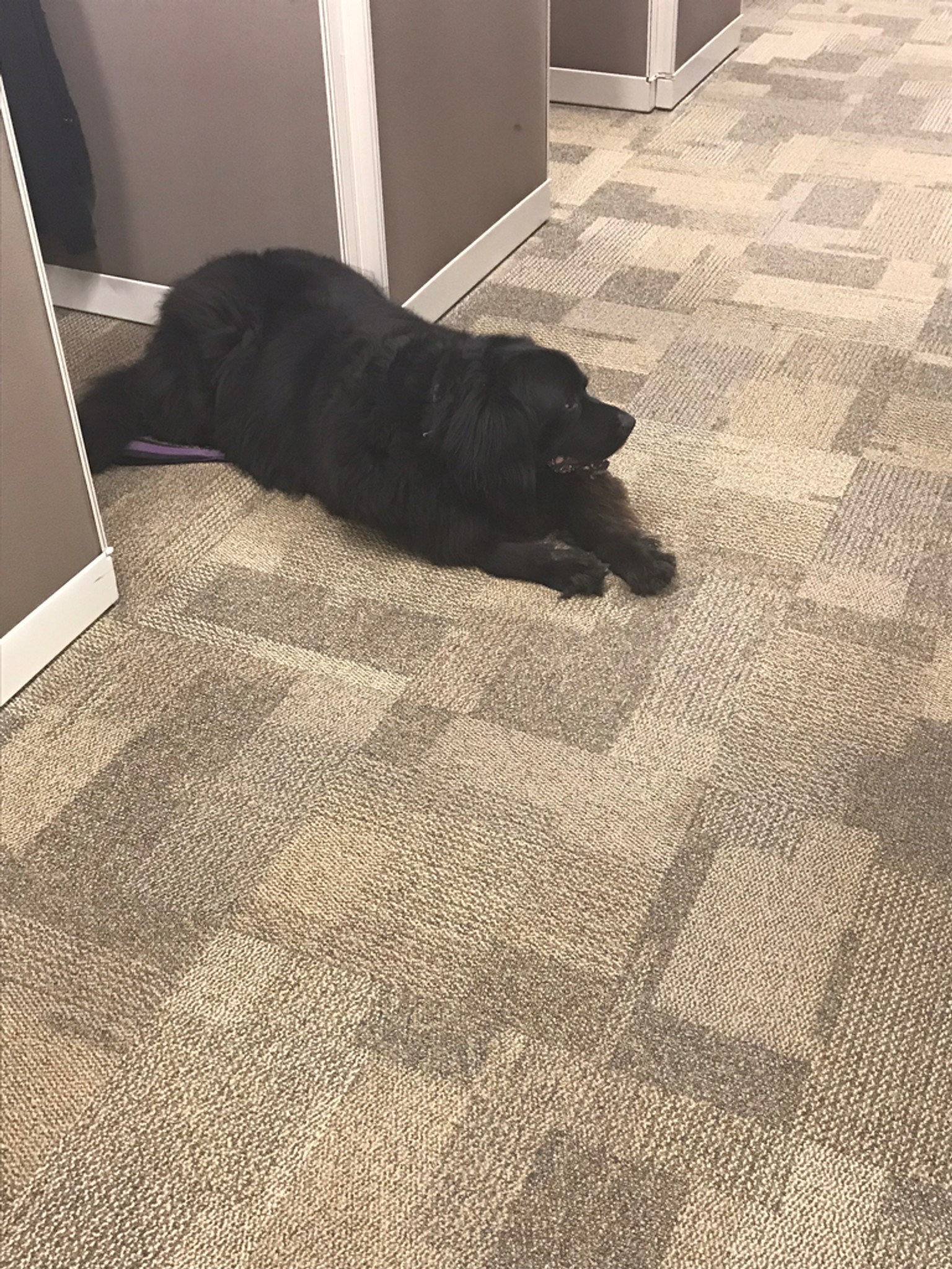 When you bring your dog to work with you, what does the dog do all day in the office? Does it