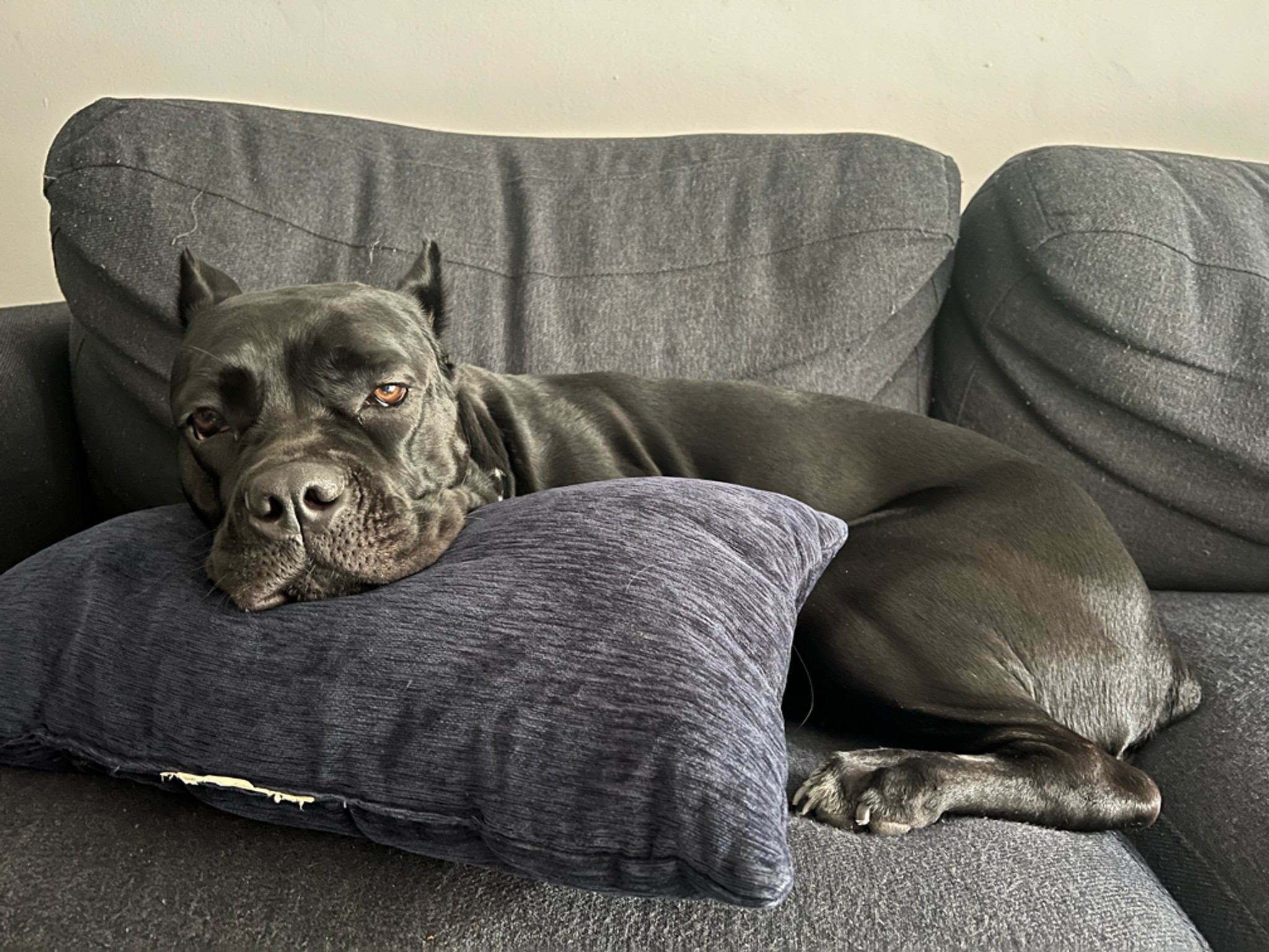 When you bring your dog to work with you, what does the dog do all day in the office? Does it