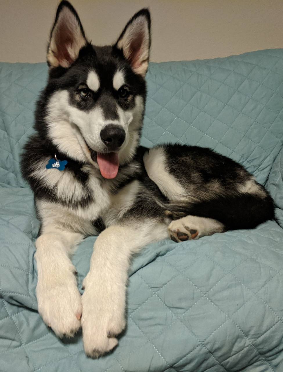 adopting a 4 month old puppy