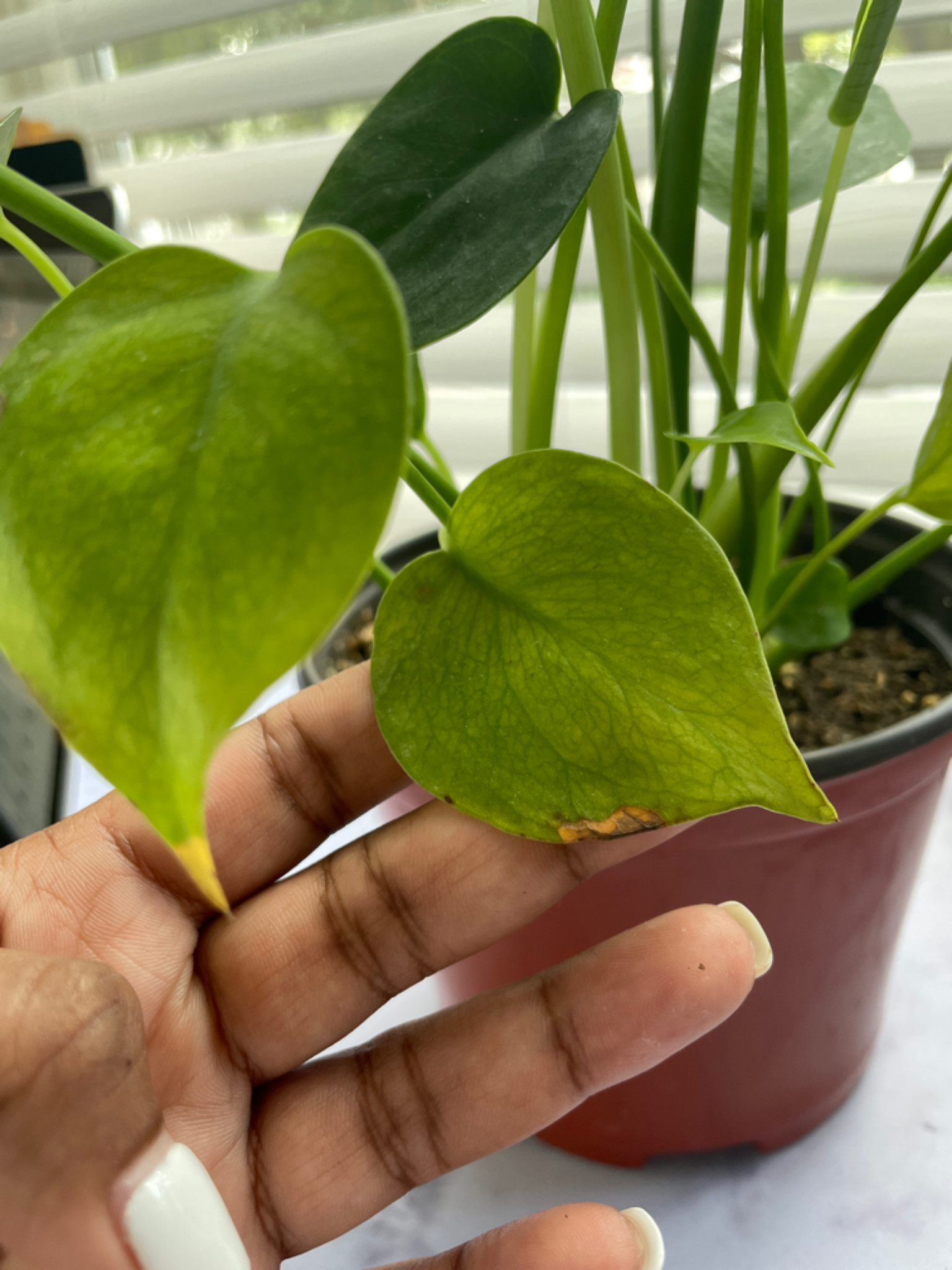philodendron 69686 Philodendron 69686 – Pots For Plants main image 0