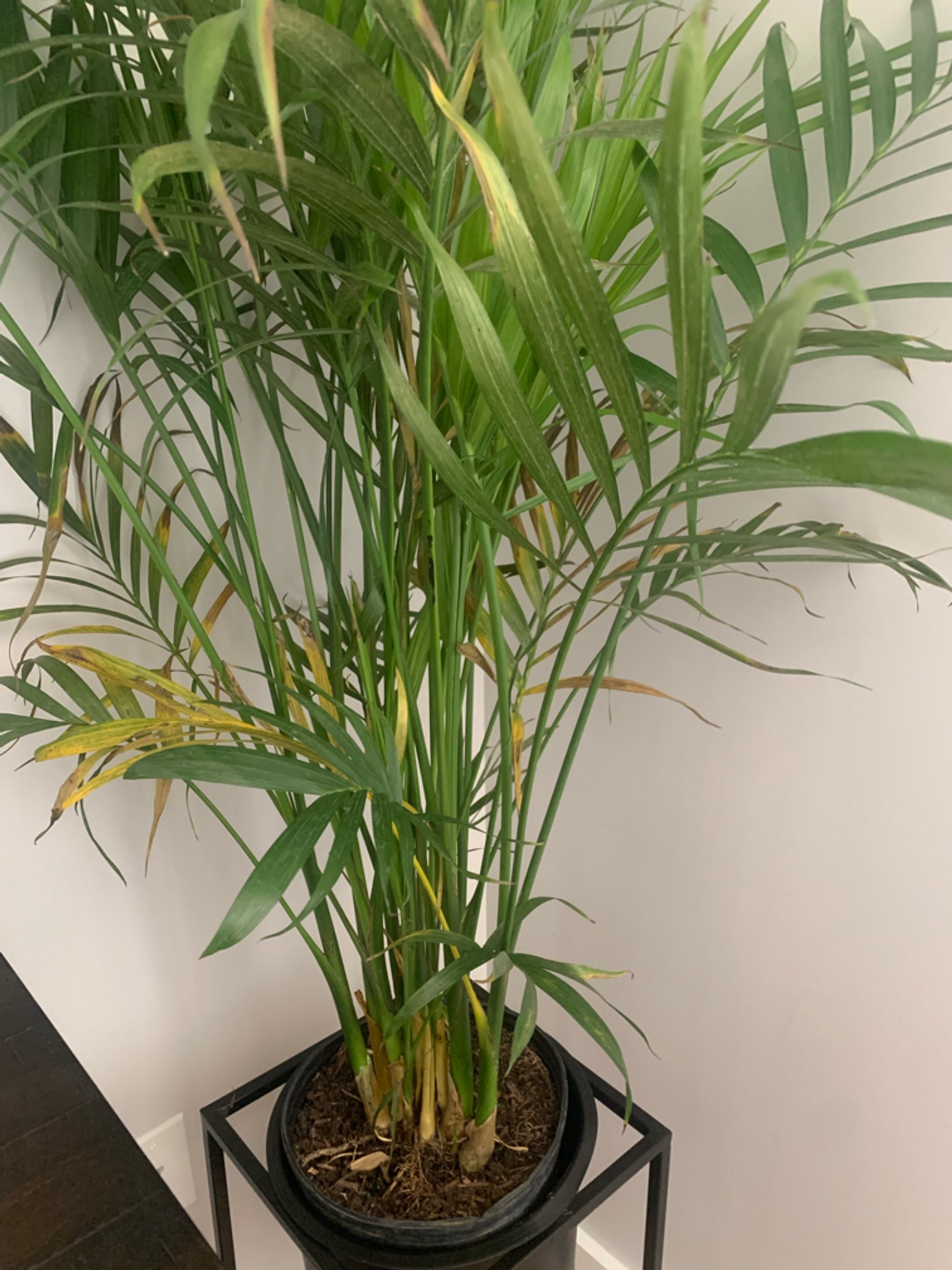 Can someone tell what's happening to my palm plant... | Fishbowl
