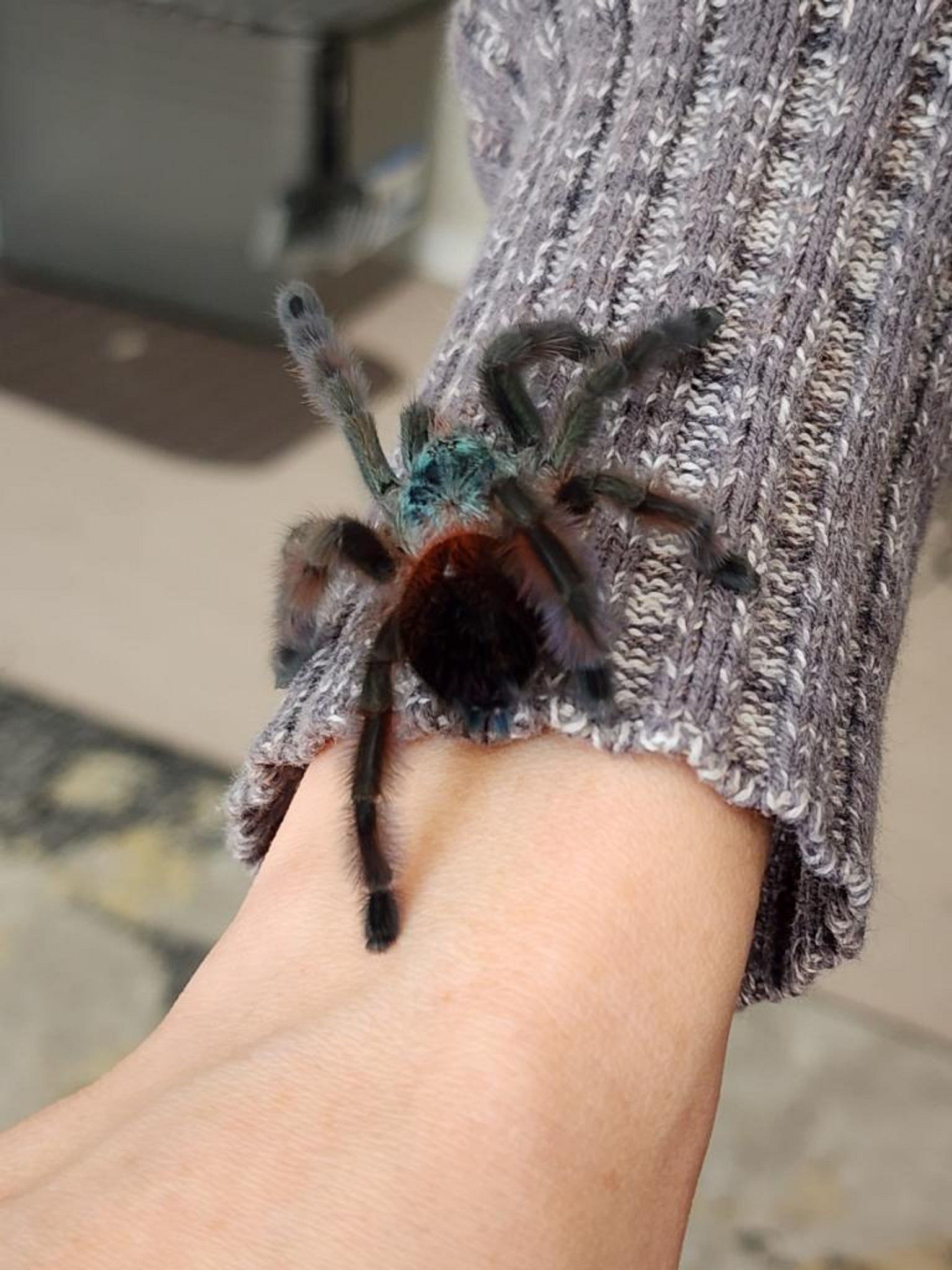 Any pet lovers out there? What type of pet do you have? Here's my fluff