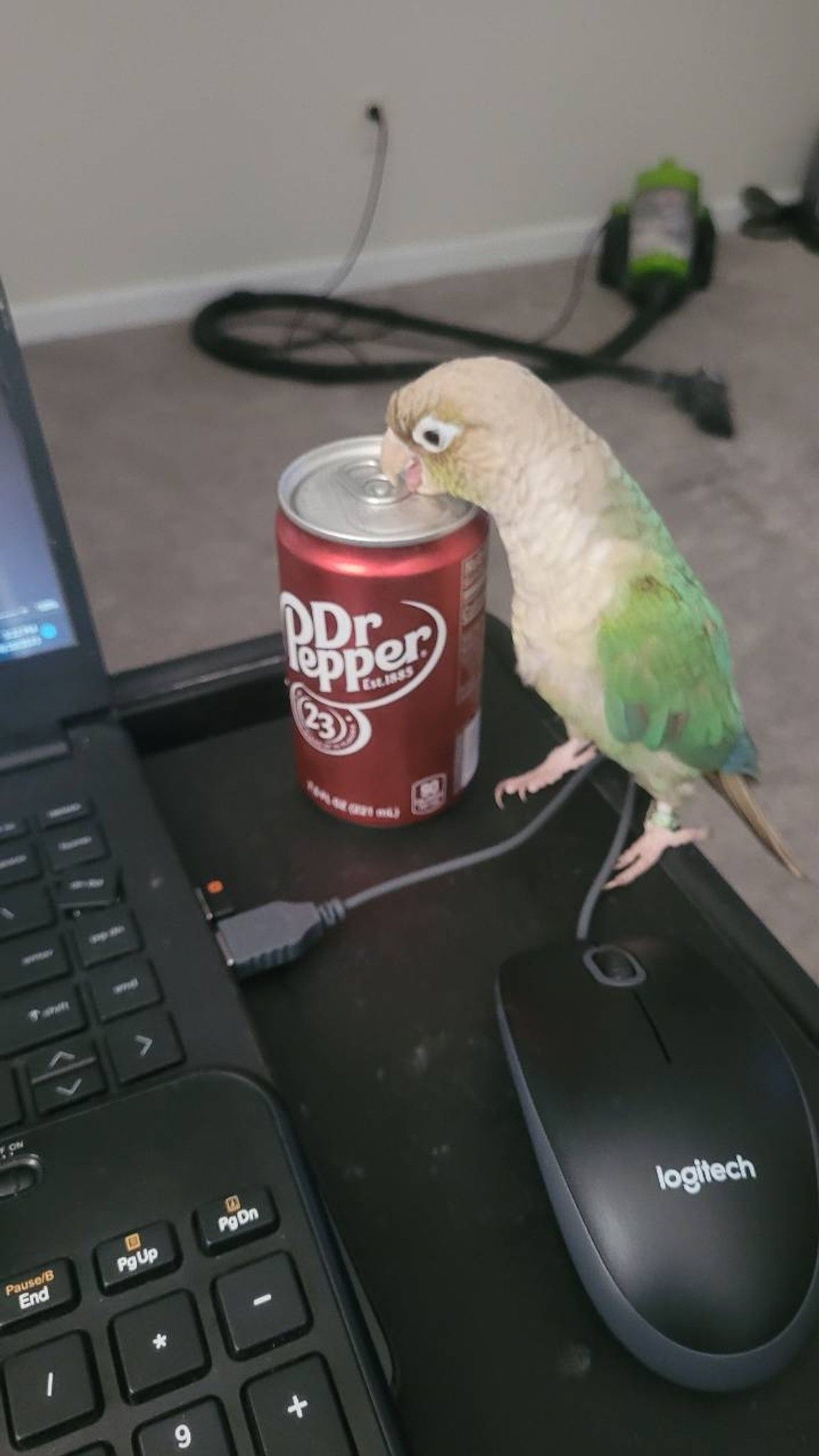 Any pet lovers out there? What type of pet do you have? Here's my fluff