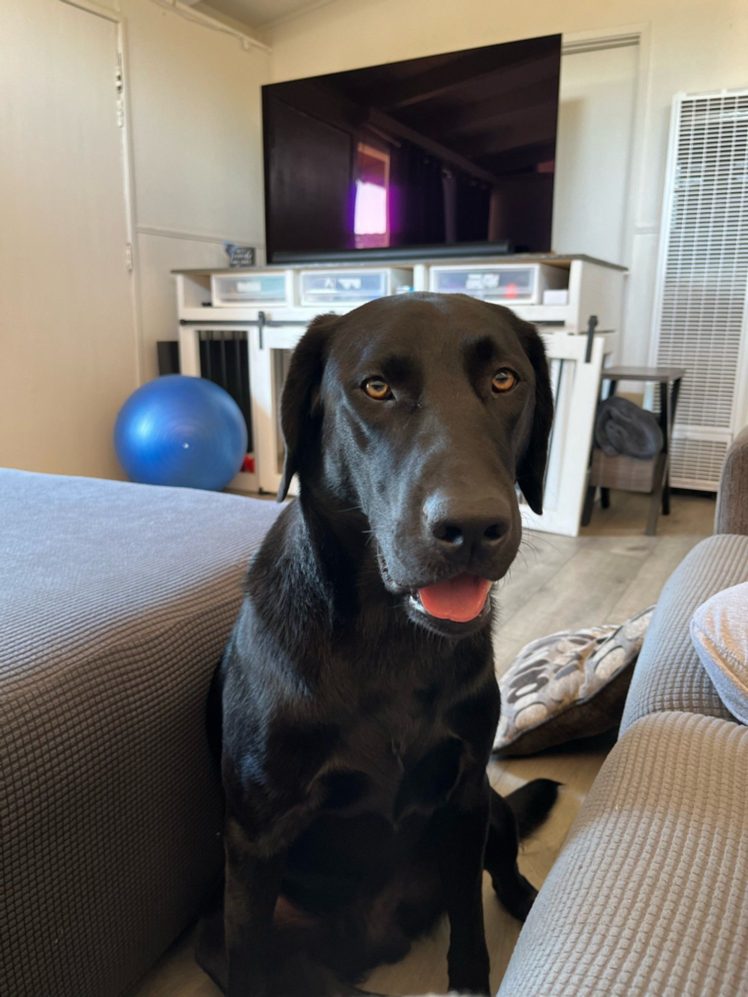 Our 2 year old Labrador is leaking urine when he rests. He was neutered at 1 year mark. We are