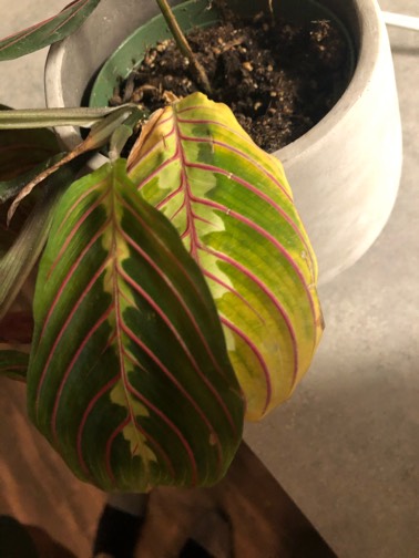 What's up with my maranta? I have a humidifier run... | Fishbowl