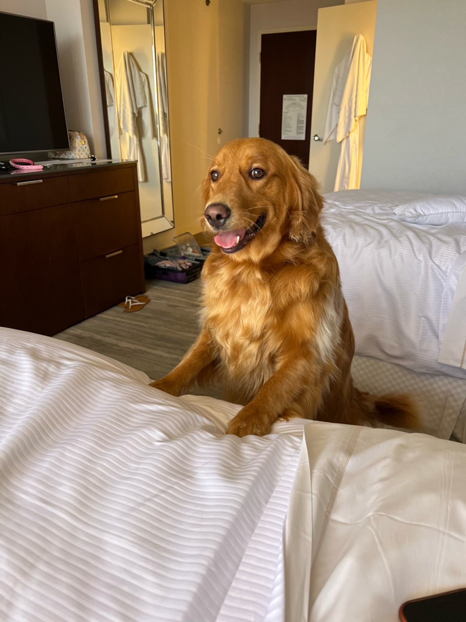 “The bed is too high and I’m too tubby to get up, Fishbowl